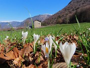17 Prati fioriti di Crocus vernua (Crochi primaverili)